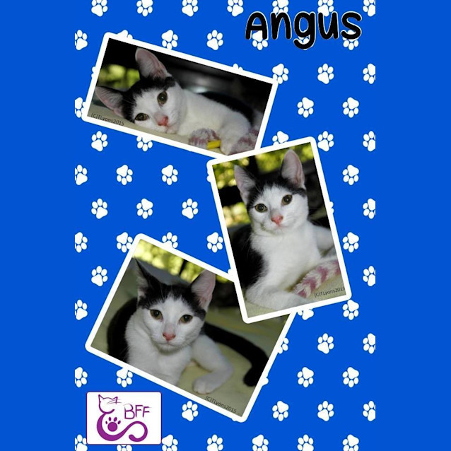 Photo of Angus 