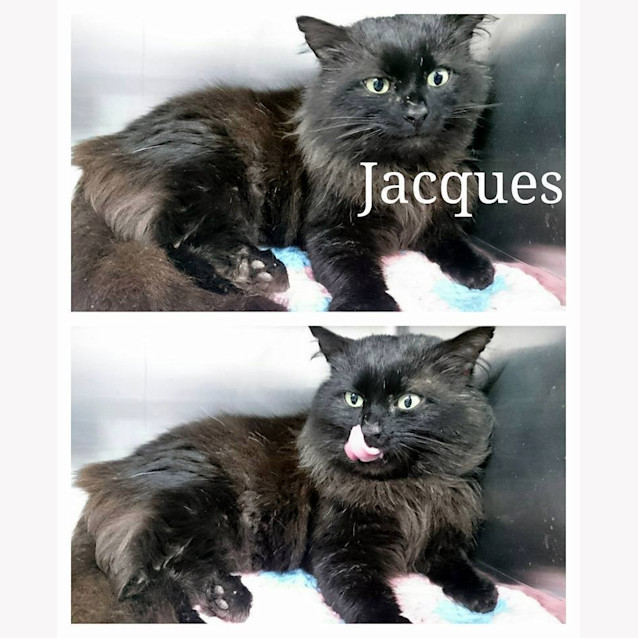 Photo of Jacques @ The Pet House Tuggerah