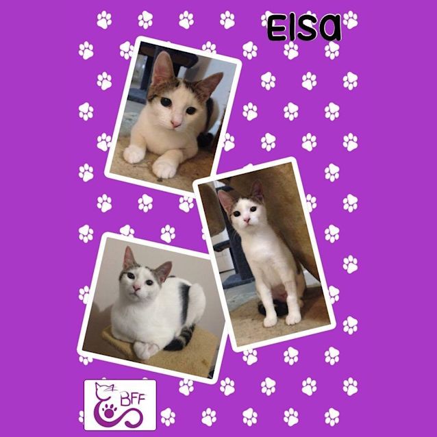 Photo of Elsa
