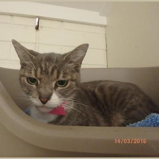 Photo of Cleopatra (1177)