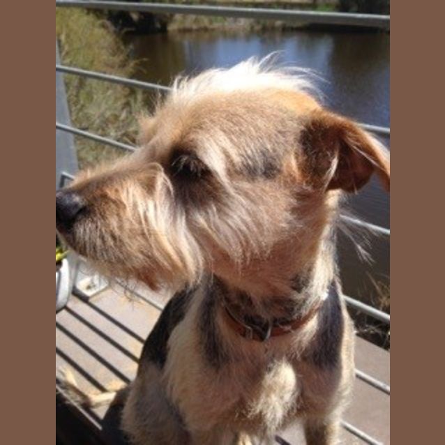 Photo of Peanut
