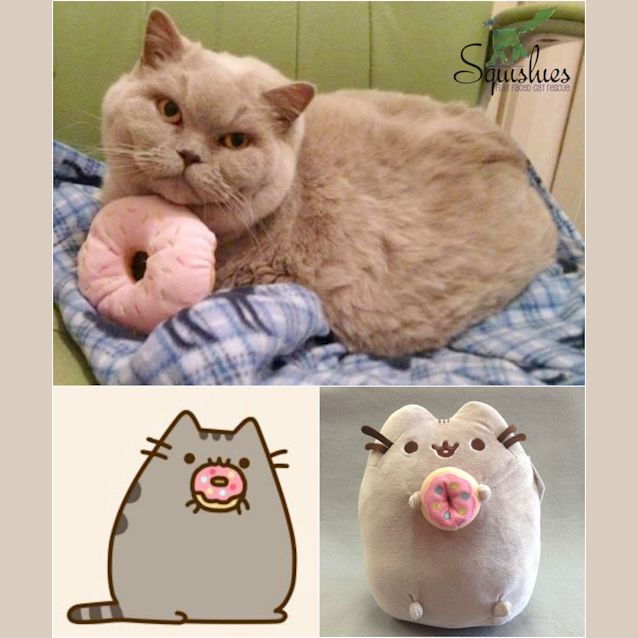 Photo of Pushie & Saffy