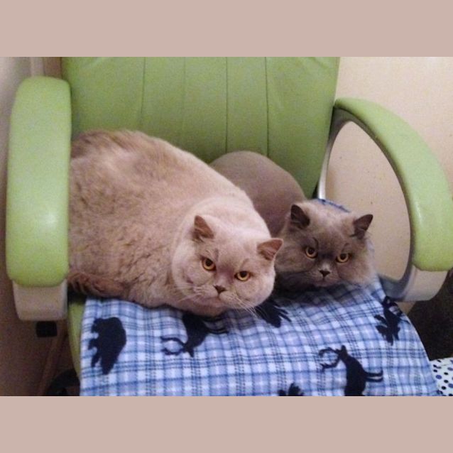 Photo of Pushie & Saffy