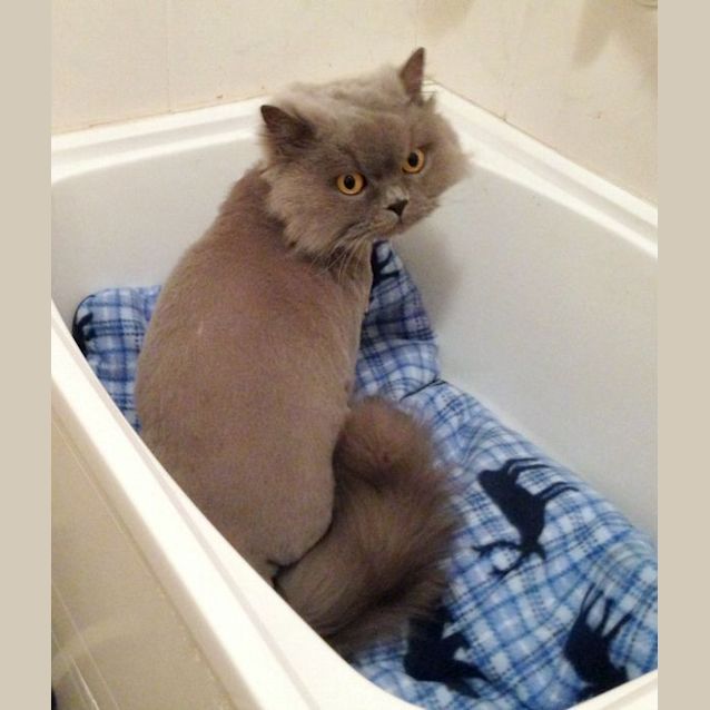 Photo of Pushie & Saffy