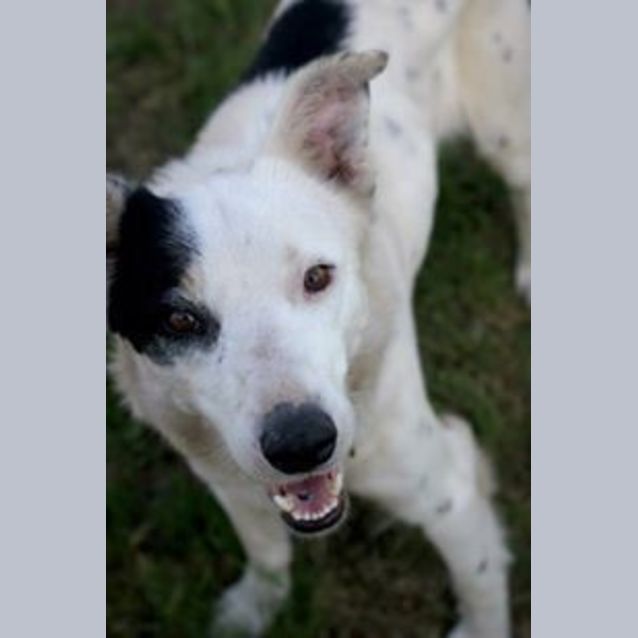 Photo of Shiloh