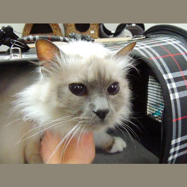Photo of Bigwig