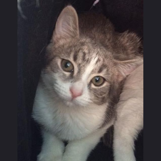 Photo of Sweet P