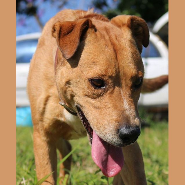 Photo of Wilbur (Adoption Pending)