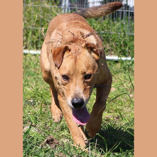 Photo of Wilbur (Adoption Pending)