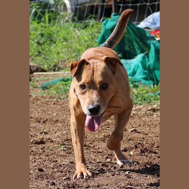 Photo of Wilbur (Adoption Pending)