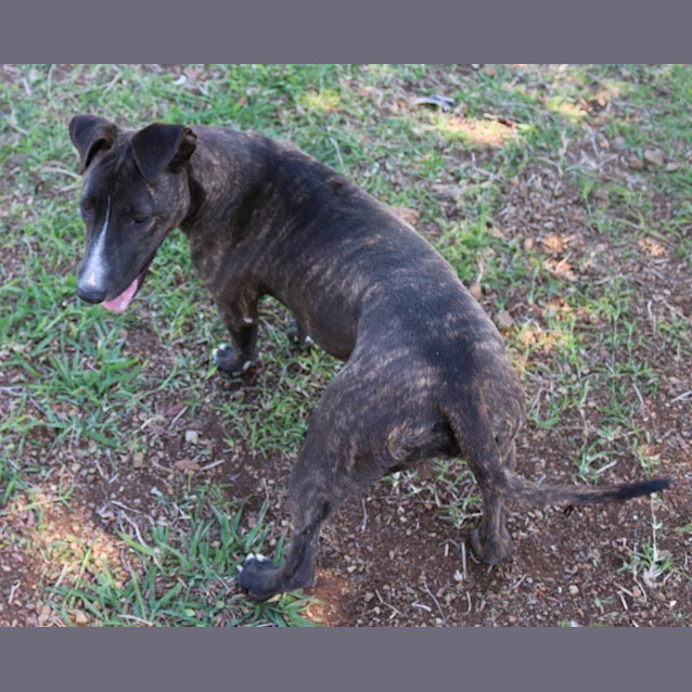 Photo of Sadie (Adoption Pending)