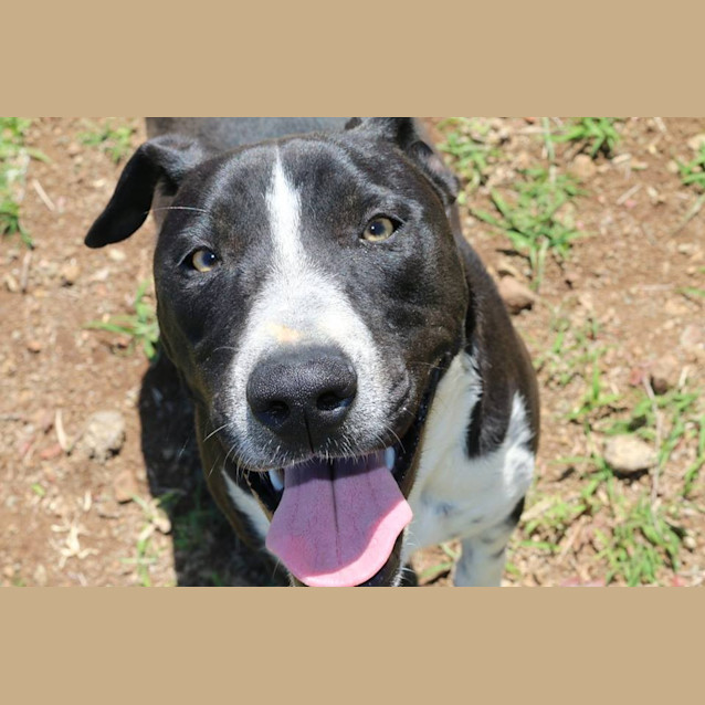 Photo of Louis (Adoption Pending)