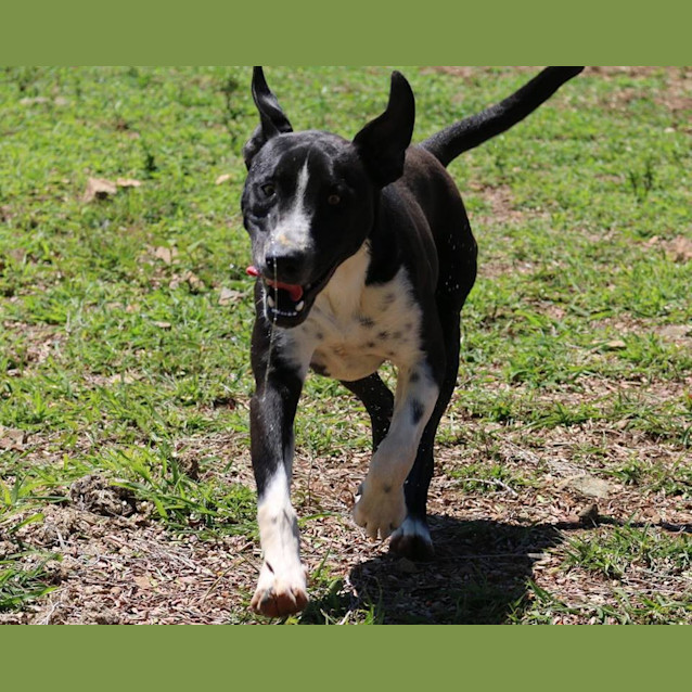 Photo of Louis (Adoption Pending)