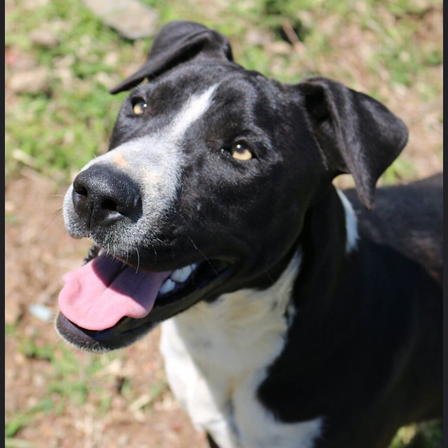 Photo of Louis (Adoption Pending)