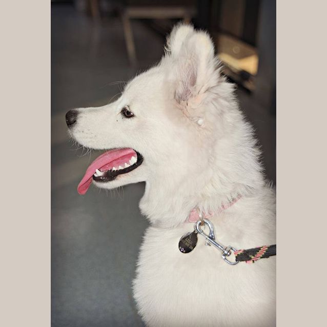 Photo of Lelo (Adoption Pending) 