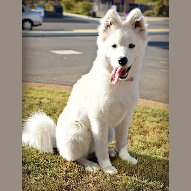 Photo of Lelo (Adoption Pending) 