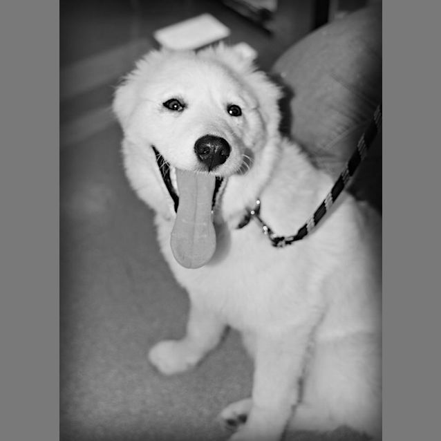 Photo of Lelo (Adoption Pending) 