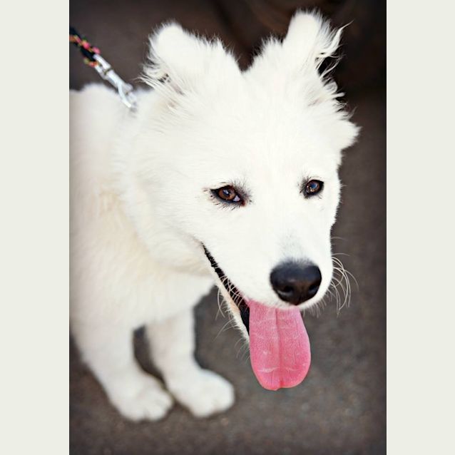 Photo of Lelo (Adoption Pending) 