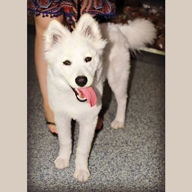 Photo of Lelo (Adoption Pending) 