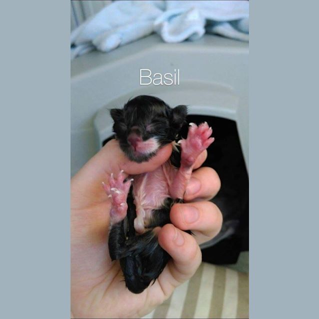 Photo of Basil