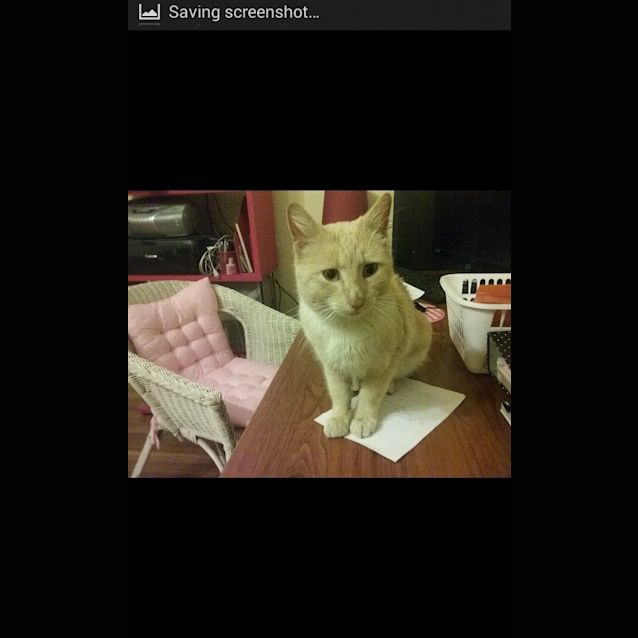 Photo of Cooper ** A Special Natured Boy **