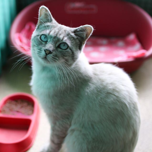 Photo of Milkshake