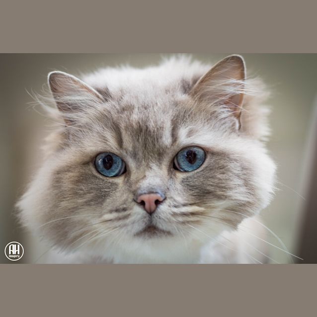 Photo of Minx