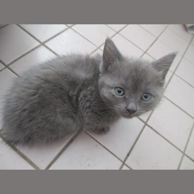 Photo of Smudge