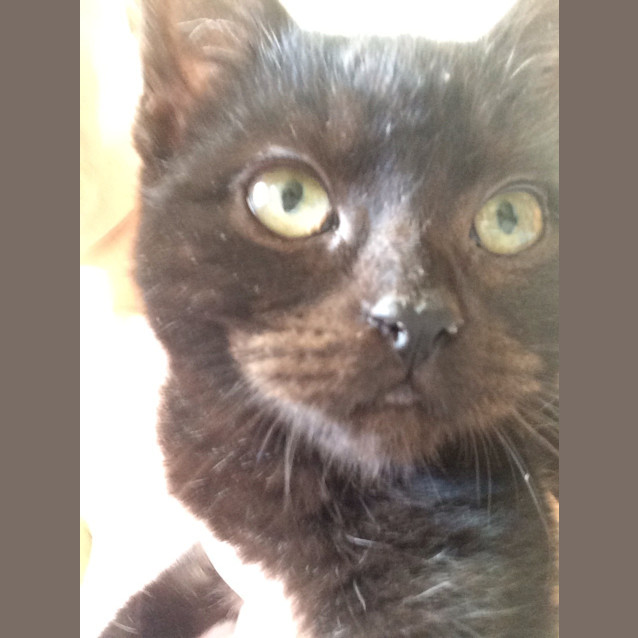 Photo of Pepper