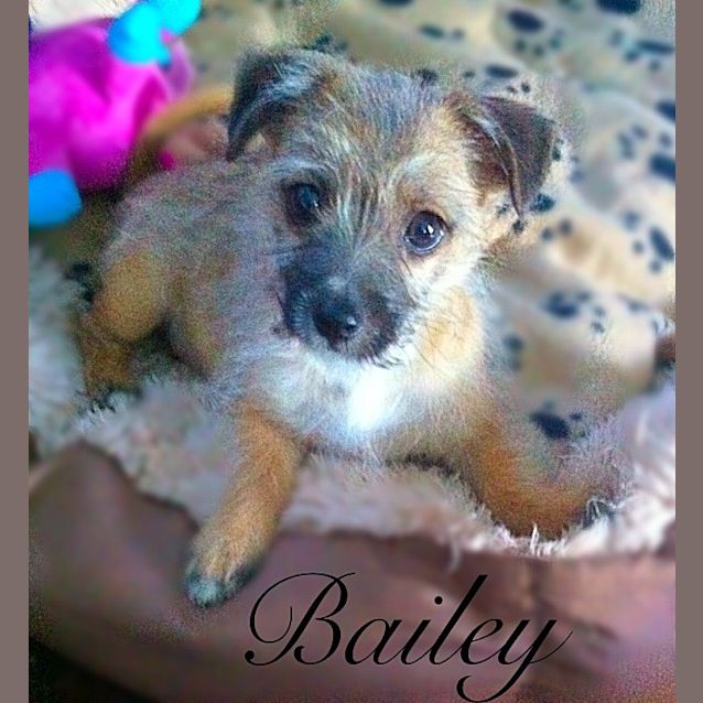 Photo of Bailey~ Jack Russell X Maltese~Pup (Trial30/10/15)