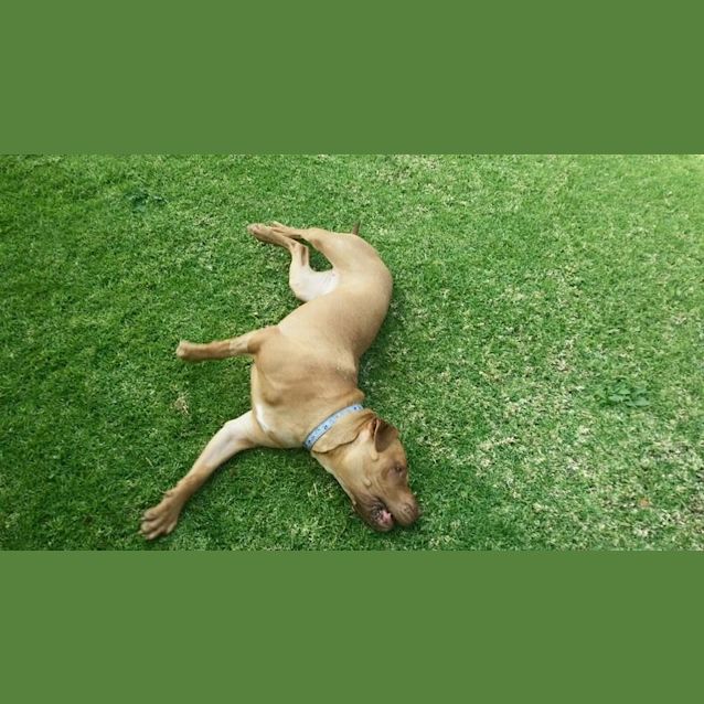 Photo of Delilah