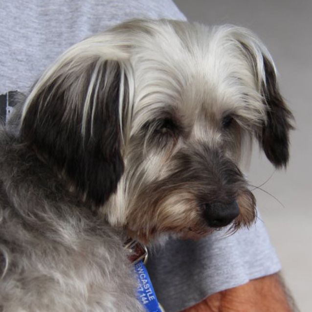 Photo of Toby ~ 5yo Silky X Poodle Boy (On Trial 22/05/16)