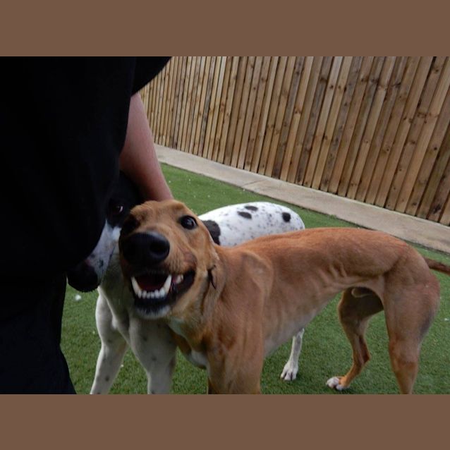 Photo of “Brad”, The Big Smooch. Brisbane