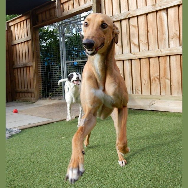 Photo of “Brad”, The Big Smooch. Brisbane