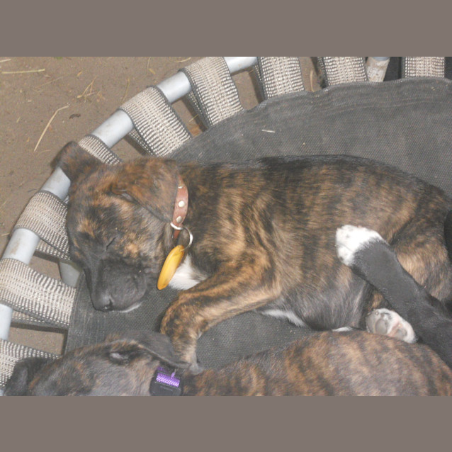 Photo of Puppy 7