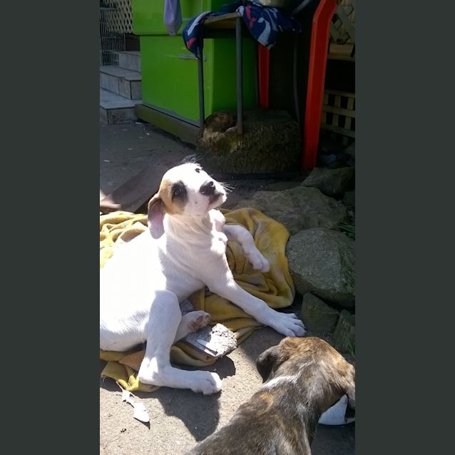 Photo of Shamus 