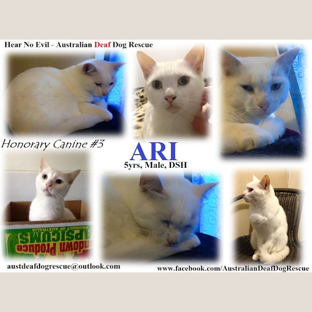 Photo of Ari