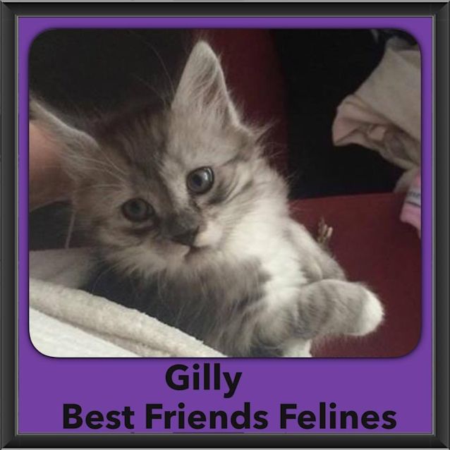 Photo of Gilly 