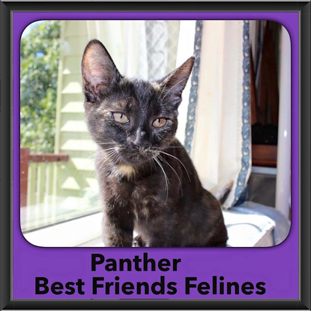 Photo of Panther 