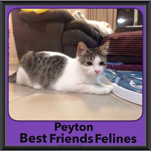 Photo of Peyton