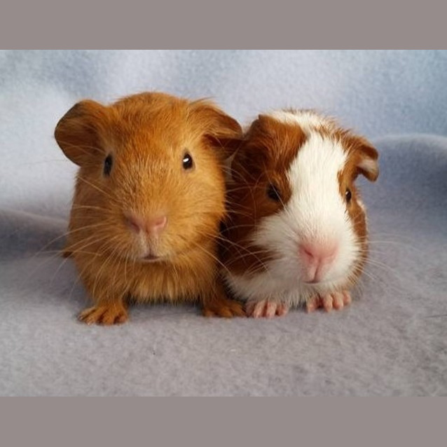 Photo of Diesel And Tyler