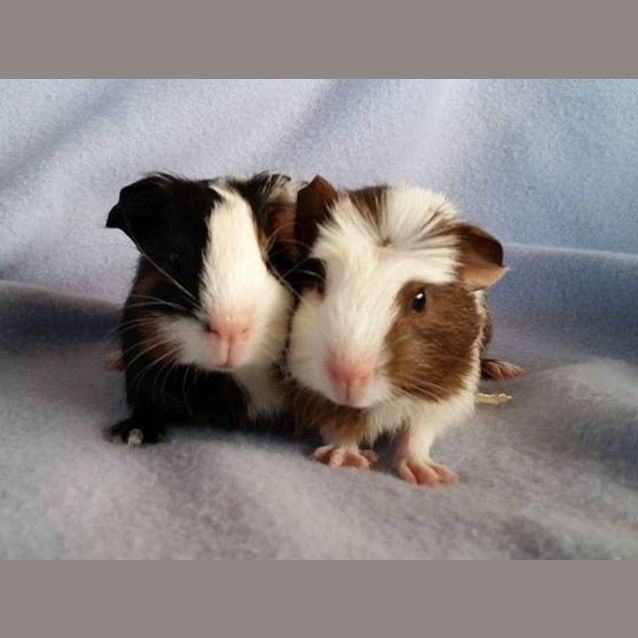 Photo of Brooke And Jersey