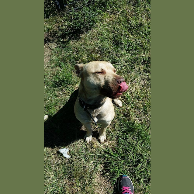 Photo of Harley (Adoption Pending)