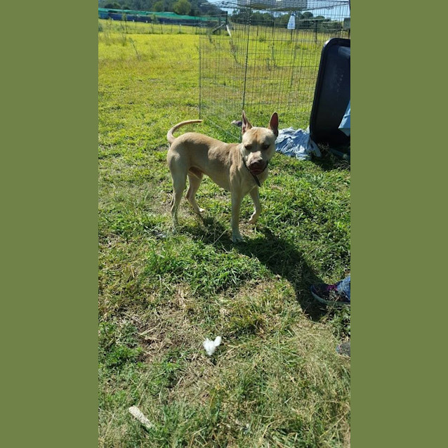 Photo of Harley (Adoption Pending)