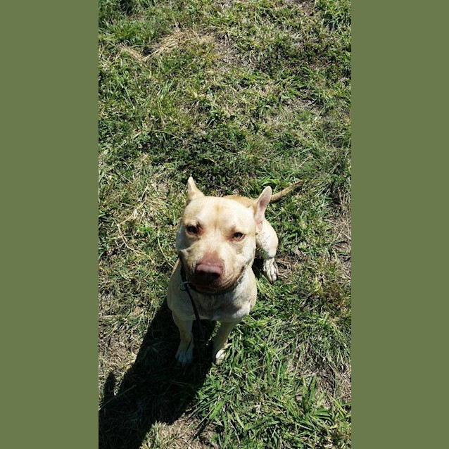 Photo of Harley (Adoption Pending)