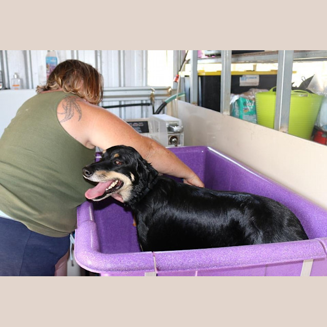 Photo of Toby (Adoption Pending)