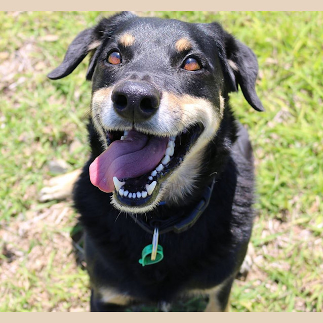 Photo of Toby (Adoption Pending)