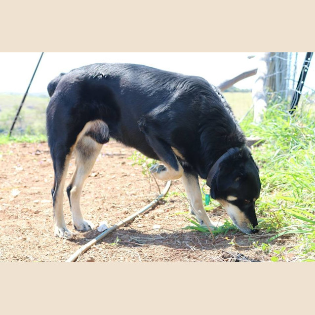 Photo of Toby (Adoption Pending)