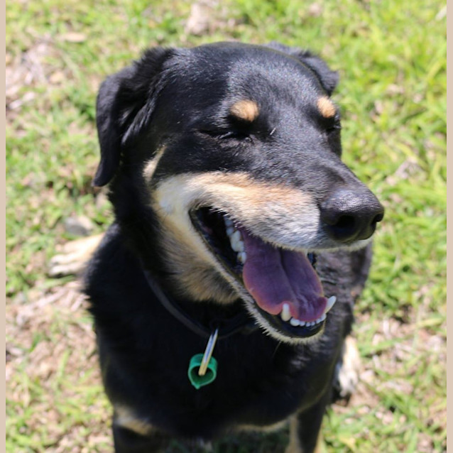 Photo of Toby (Adoption Pending)