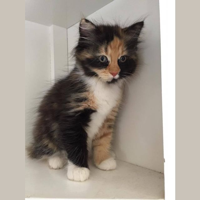 Photo of Daisy And Iris 